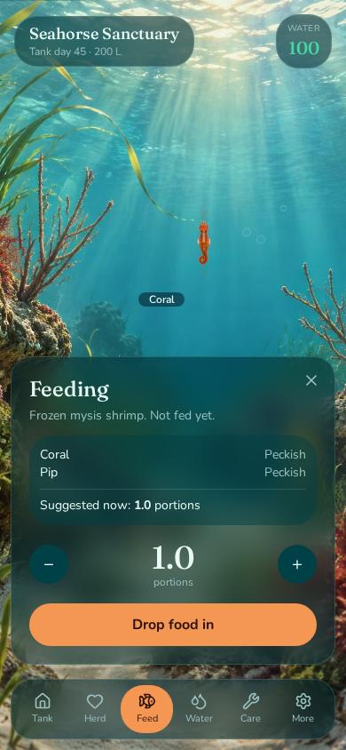 Feeding time — portions fall and hungry seahorses come to eat